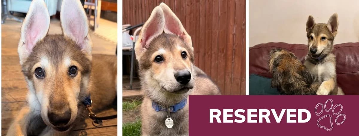 Adopt Minnie, female puppy Mixed Breed for adoption at Hope Rescue, Pontyclun