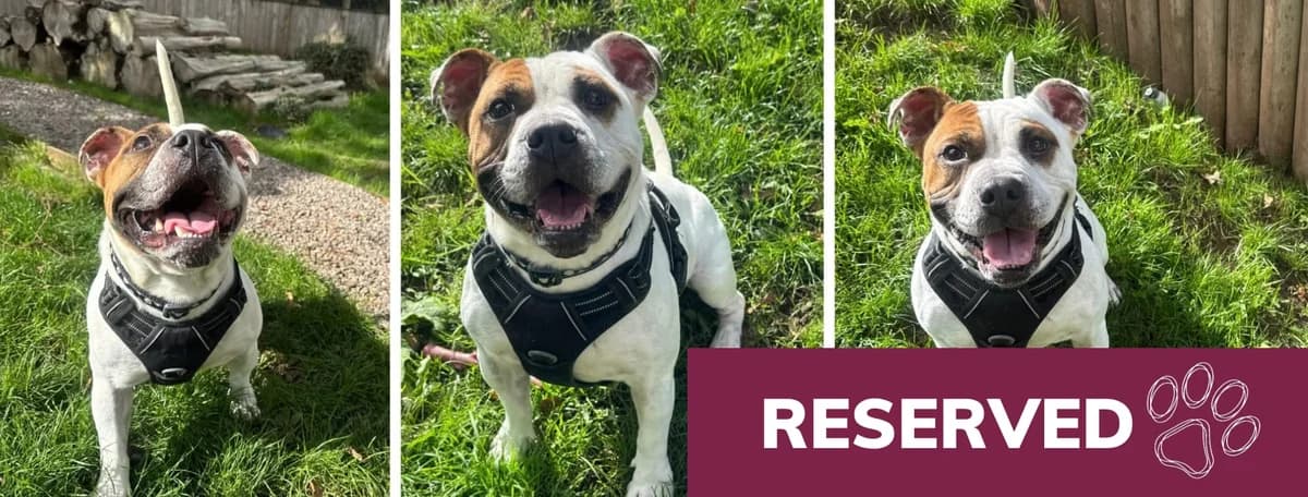 Adopt Mumble, male 5yo Mixed Breed for adoption at Hope Rescue, Pontyclun