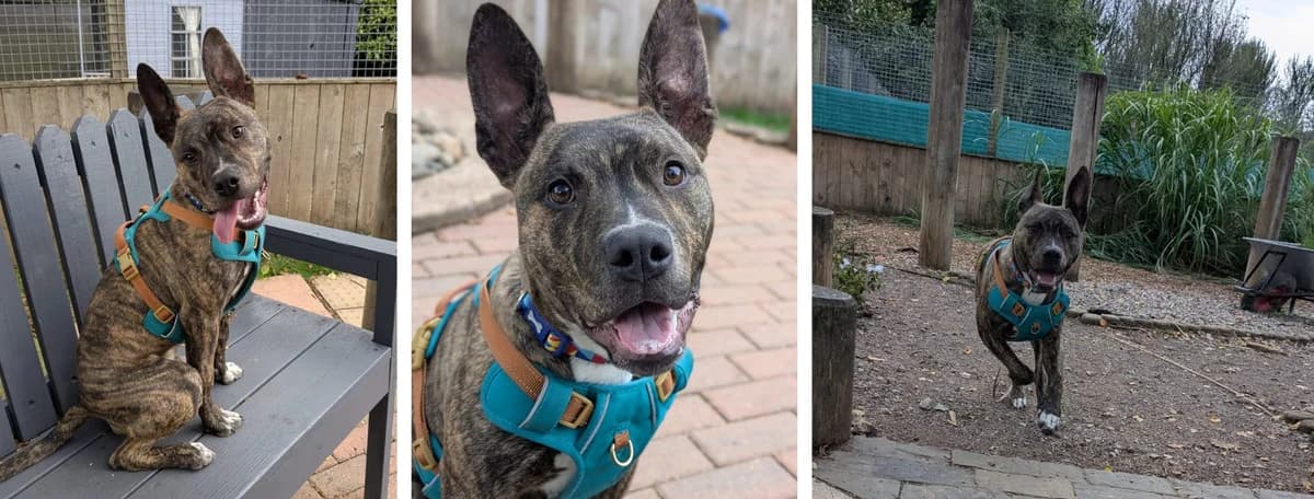 Adopt Nectar, male puppy Mixed Breed for adoption at Hope Rescue, Pontyclun