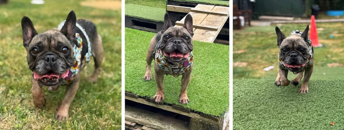 Adopt Nessi, female senior Mixed Breed for adoption at Hope Rescue, Pontyclun