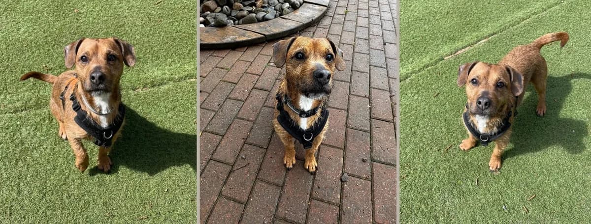 Adopt Otis, male Mixed Breed for adoption at Pontyclun