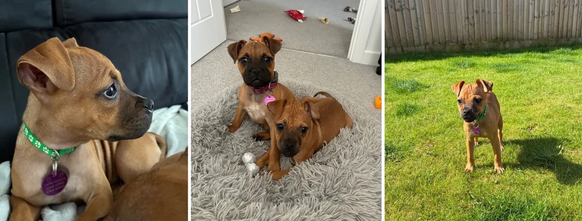 Adopt Our Fish Litter, female Mixed Breed for adoption at Hope Rescue, Pontyclun