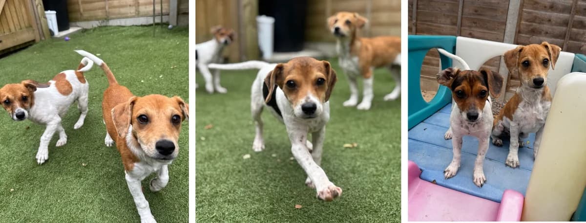Adopt our Jackson 5 Litter, female senior Mixed Breed for adoption at Hope Rescue, Pontyclun
