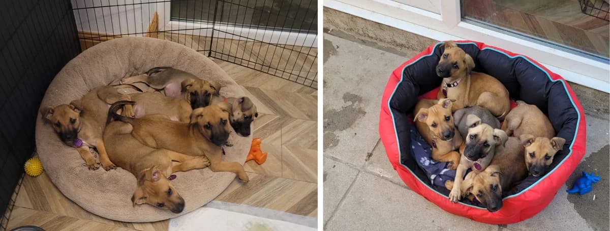 Adopt our Land Before Time litter, female puppy Mixed Breed for adoption at Hope Rescue, Pontyclun