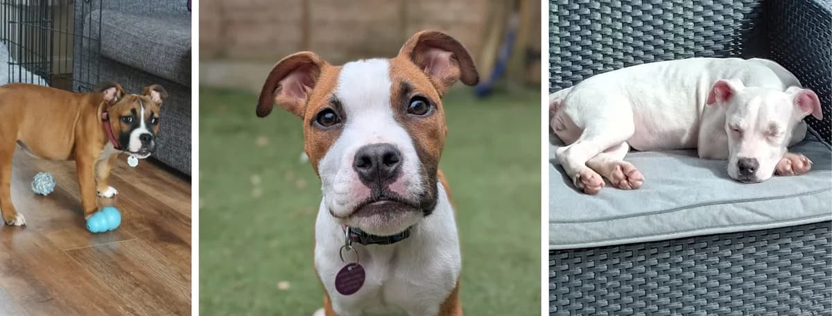 Adopt our Spongebob litter, female Mixed Breed for adoption at Hope Rescue, Pontyclun