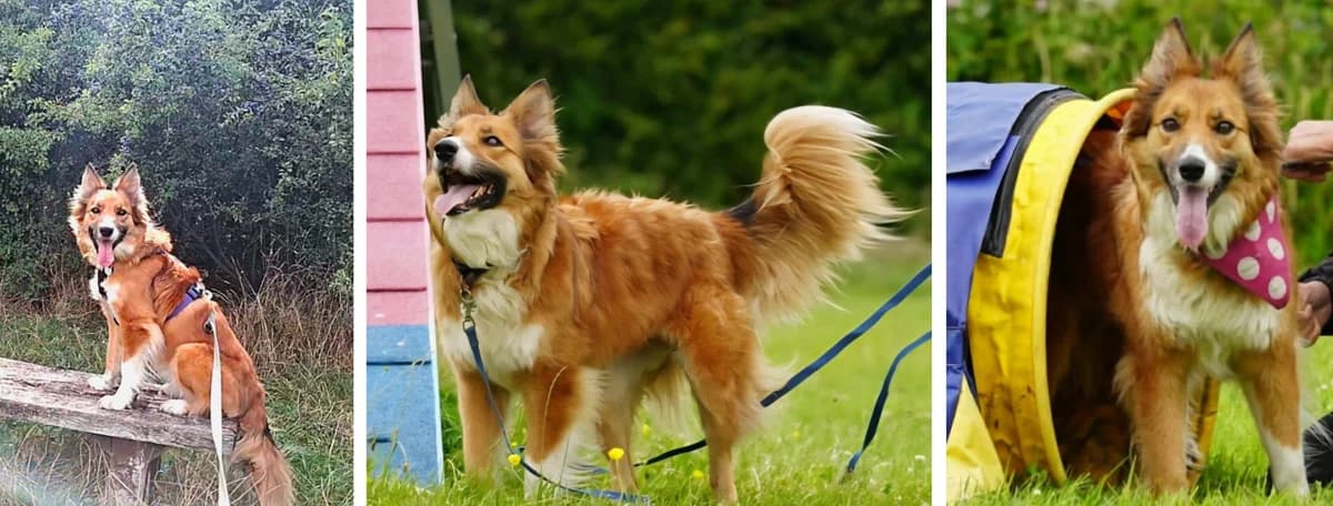 Adopt Paisley, female 5yo Mixed Breed for adoption at Hope Rescue, Pontyclun