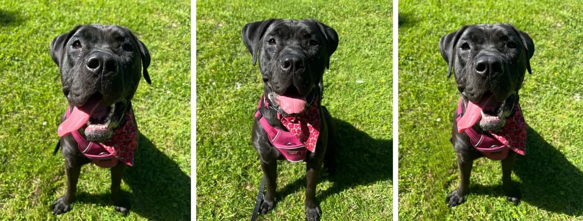 Adopt Peony, female senior Mixed Breed for adoption at Hope Rescue, Pontyclun