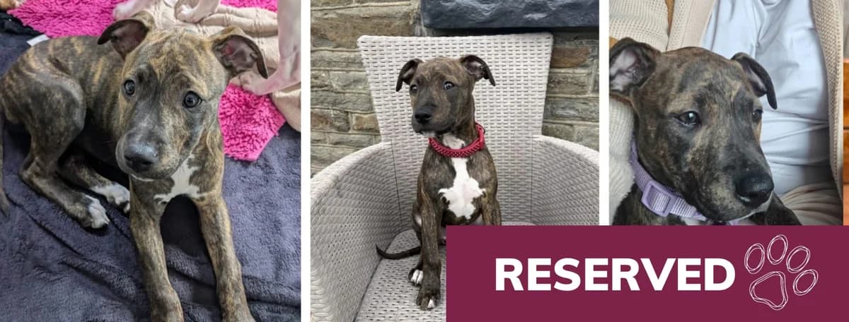 Adopt Petunia Pig, female Mixed Breed for adoption at Hope Rescue, Pontyclun