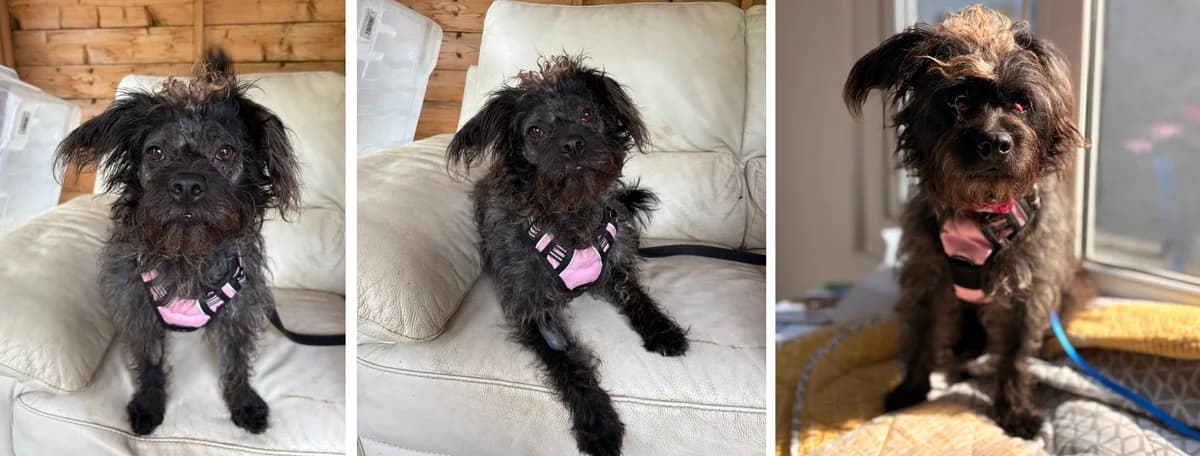 Adopt Poet, female young Mixed Breed for adoption at Hope Rescue, Pontyclun