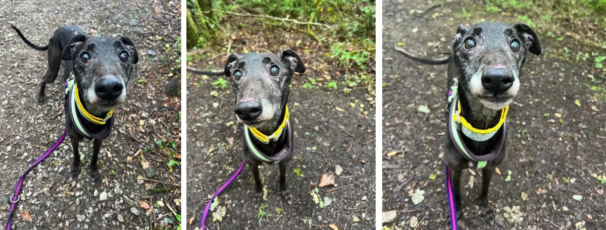 Adopt Quinoa, female senior Mixed Breed for adoption at Hope Rescue, Pontyclun
