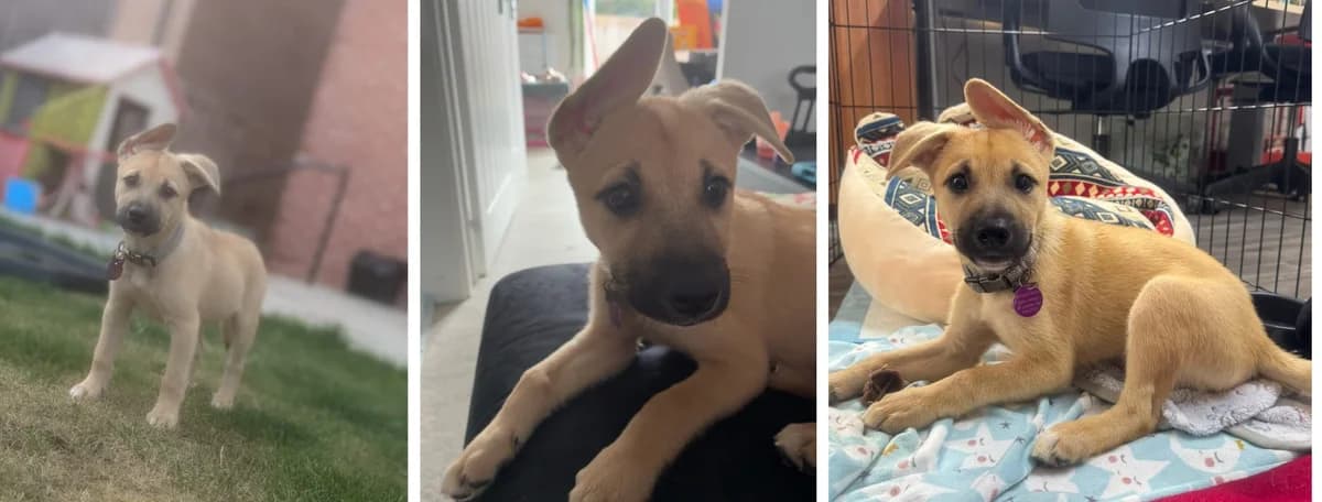 Adopt Rodeo, male 6yo Mixed Breed for adoption at Hope Rescue, Pontyclun