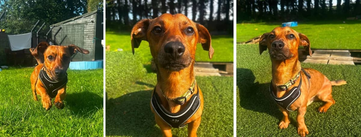 Adopt Roly, male young Mixed Breed for adoption at Hope Rescue, Pontyclun
