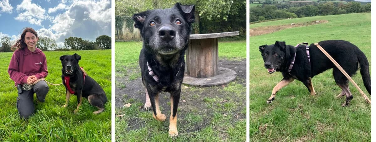 Adopt Roxy, female senior Mixed Breed for adoption at Hope Rescue, Pontyclun