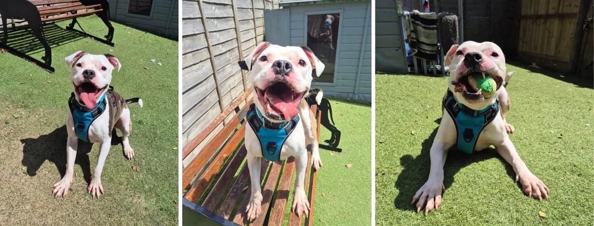 Adopt Sherlock, male 3yo Mixed Breed for adoption at Hope Rescue, Pontyclun
