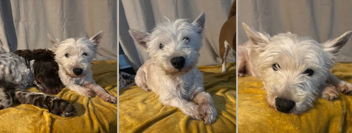 Adopt Snowflake, female 4yo Mixed Breed for adoption at Hope Rescue, Pontyclun