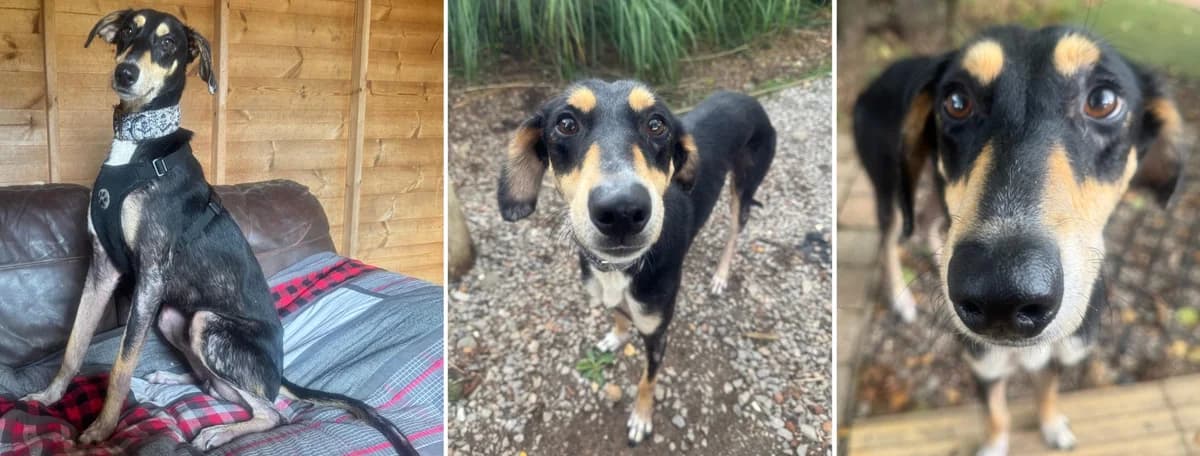 Adopt Solar, male 3yo Mixed Breed for adoption at Hope Rescue, Pontyclun