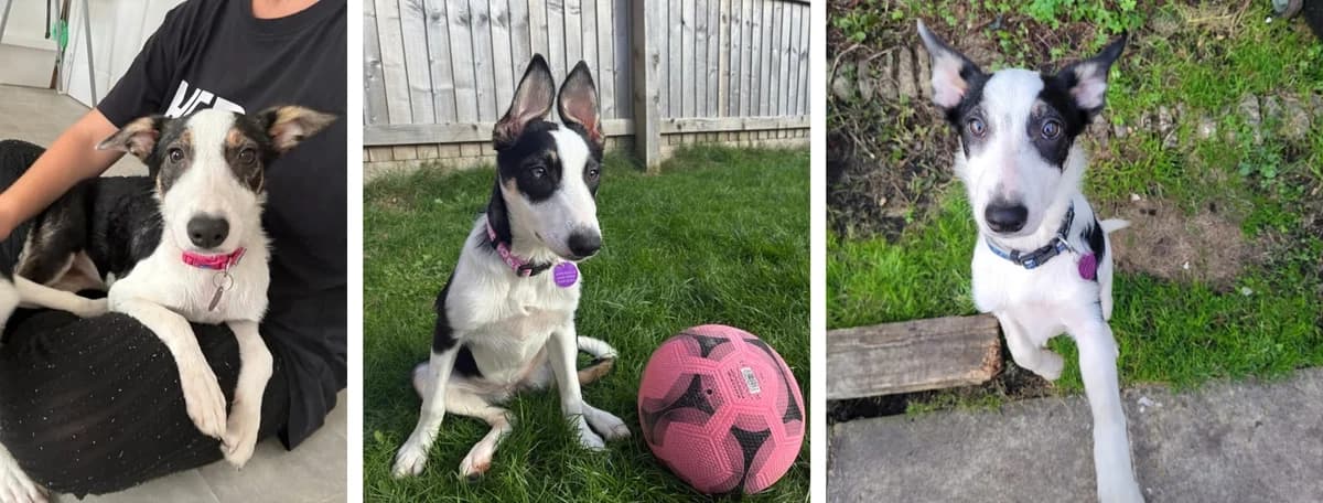 Adopt Spooky or Salem, female puppy Mixed Breed for adoption at Hope Rescue, Pontyclun