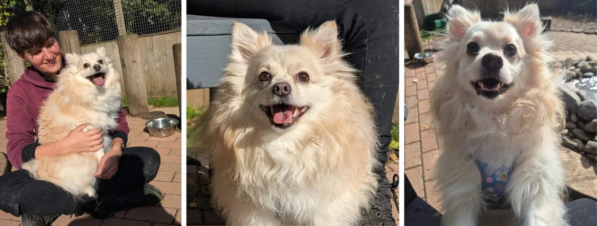 Adopt Susie, female 4yo Mixed Breed for adoption at Hope Rescue, Pontyclun