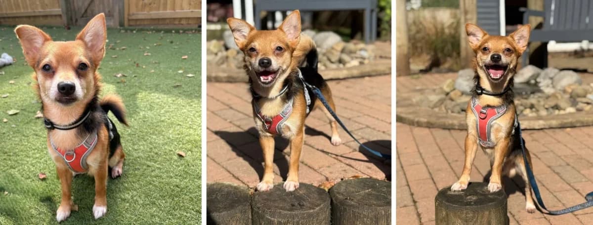 Adopt Titus, male 4yo Mixed Breed for adoption at Hope Rescue, Pontyclun