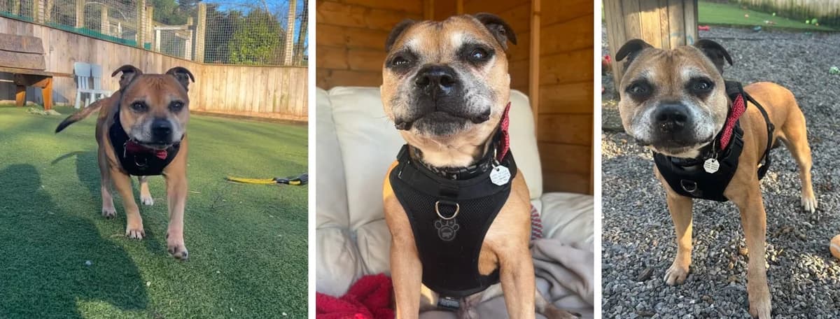 Adopt Tizer, male senior Mixed Breed for adoption at Hope Rescue, Pontyclun