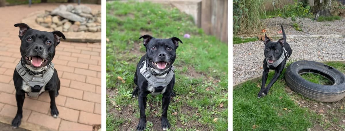 Adopt Tommy, male 5yo Mixed Breed for adoption at Hope Rescue, Pontyclun