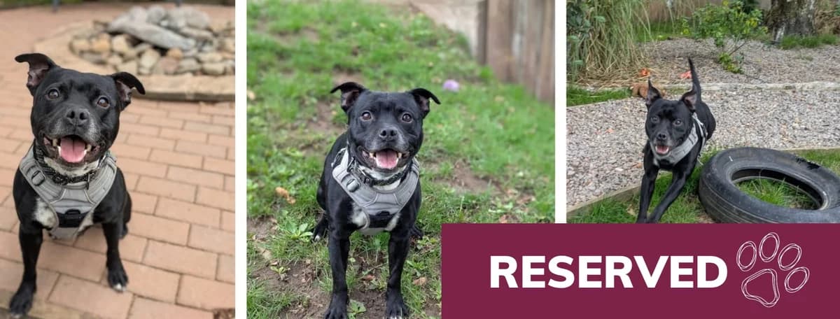 Adopt Tommy, male 5yo Mixed Breed for adoption at Hope Rescue, Pontyclun