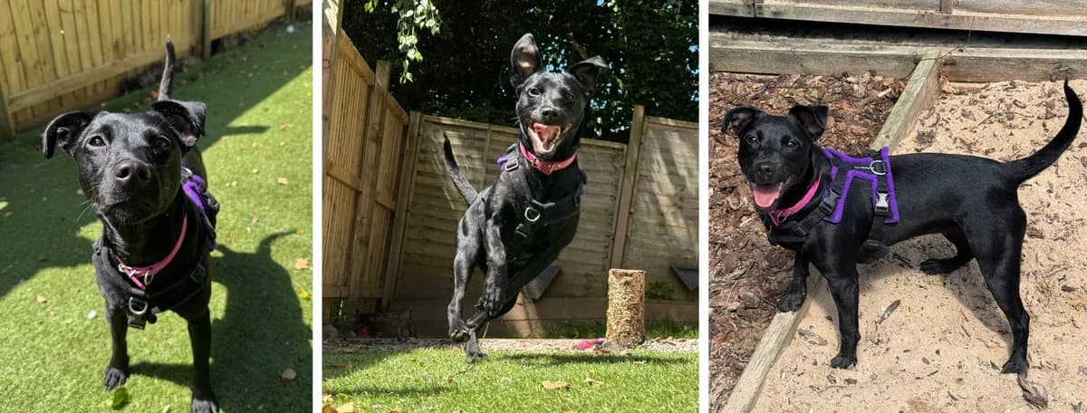 Adopt Trix, female young Mixed Breed for adoption at Hope Rescue, Pontyclun