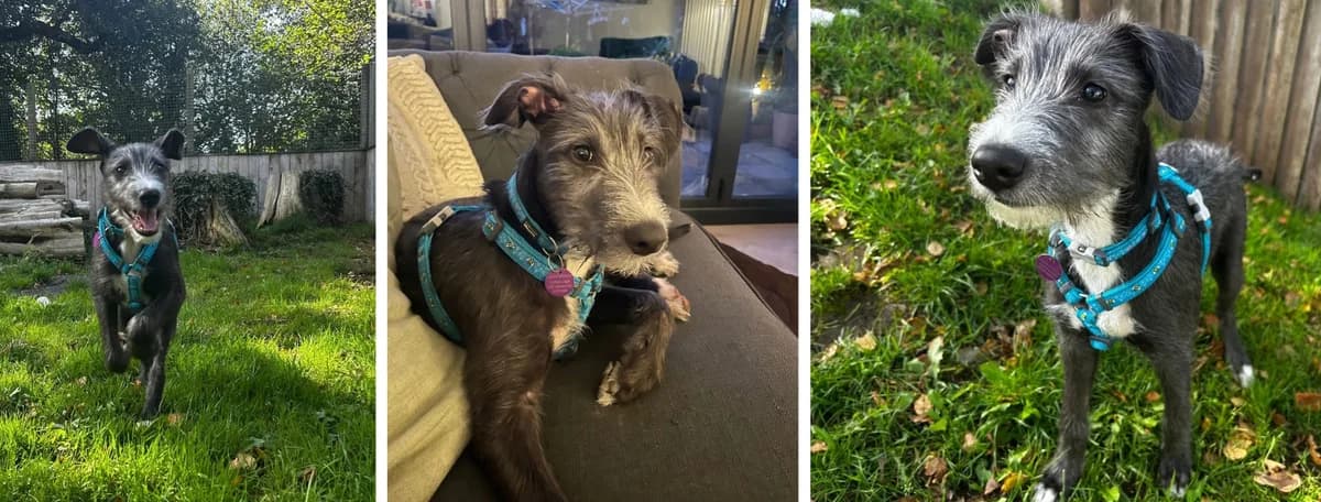 Adopt Whimsy, female puppy Mixed Breed for adoption at Hope Rescue, Pontyclun