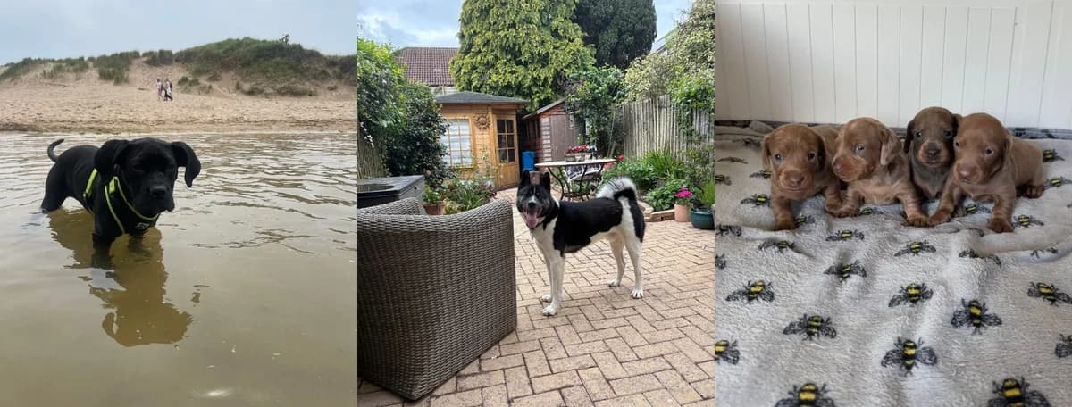 Foster a Dog, Mixed Breed for adoption at Hope Rescue, Pontyclun