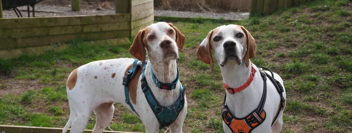 Complaints, Mixed Breed for adoption at Hope Rescue, Pontyclun