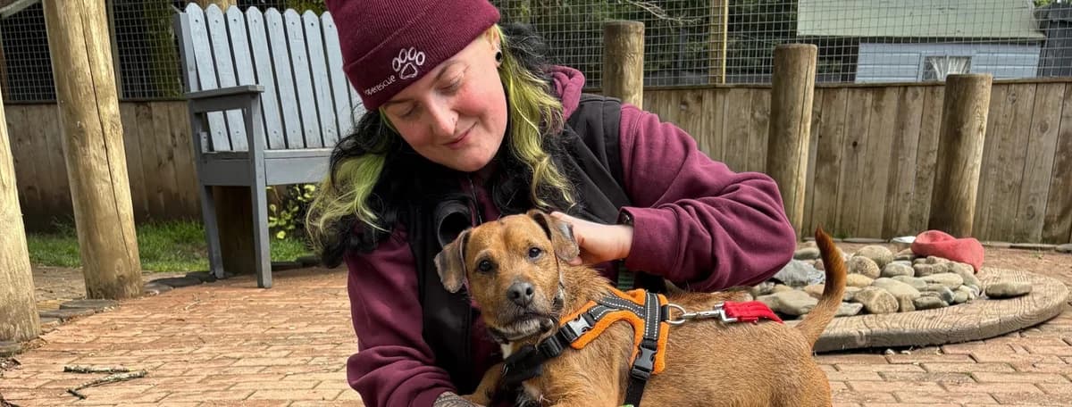 Fostering Manager, puppy Mixed Breed for adoption at Hope Rescue, Pontyclun