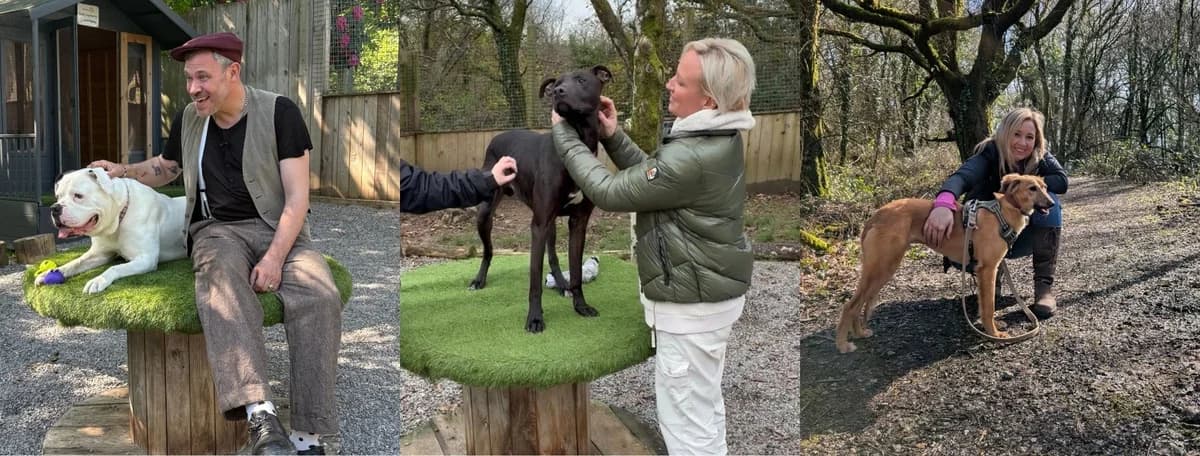 Meet Our Ambassadors, female senior Mixed Breed for adoption at Hope Rescue, Pontyclun