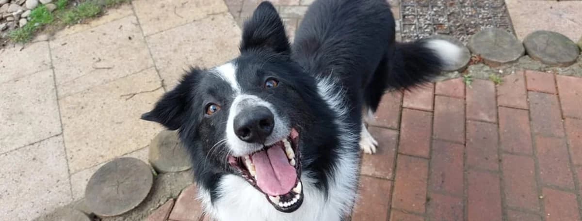 Sponsor a Kennel, puppy Mixed Breed for adoption at Hope Rescue, Pontyclun