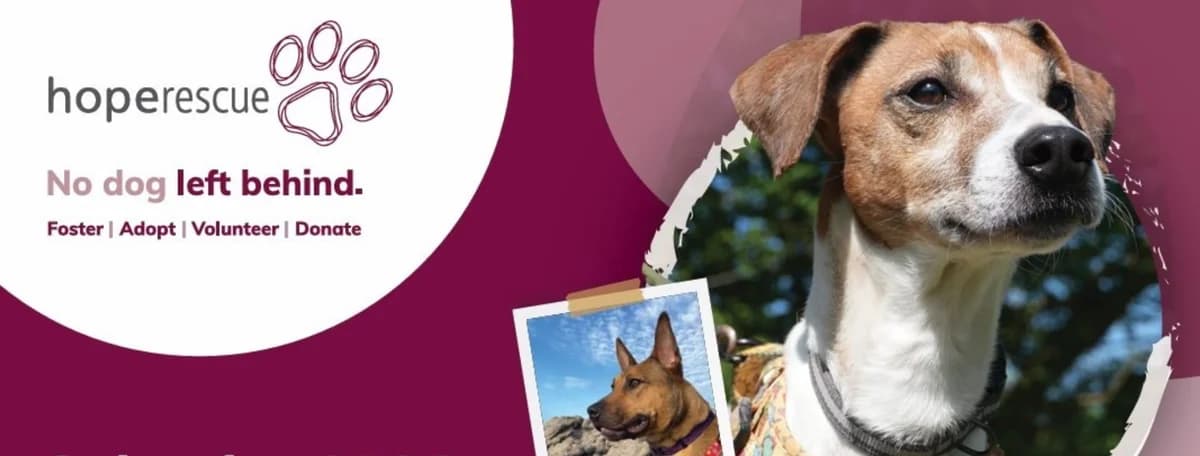 Sponsor the Hope Rescue 2027 Calendar, male puppy Mixed Breed for adoption at Hope Rescue, Pontyclun