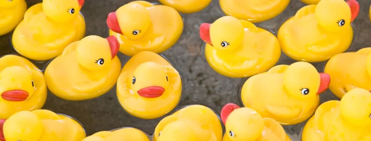 Spring Duck Race 2026, Mixed Breed for adoption at Hope Rescue, Pontyclun