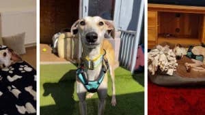 Terms and Conditions, senior Mixed Breed for adoption at Hope Rescue, Pontyclun