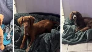 Terms and Conditions, senior Mixed Breed for adoption at Hope Rescue, Pontyclun
