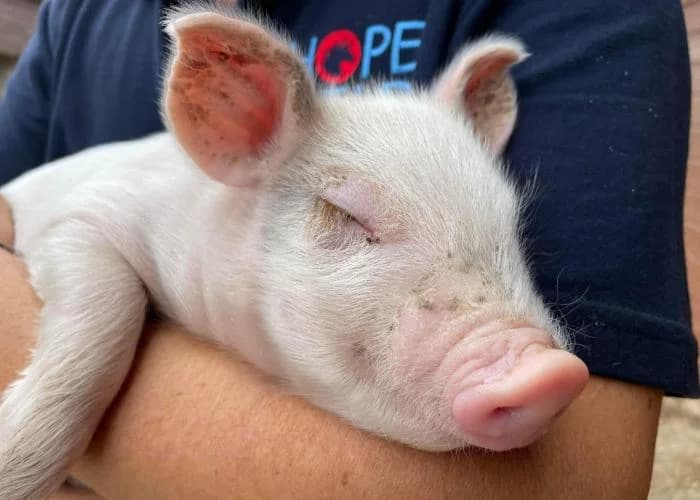 Jammy Dodger, male Mixed Breed for adoption at Hopefield Animal Sanctuary