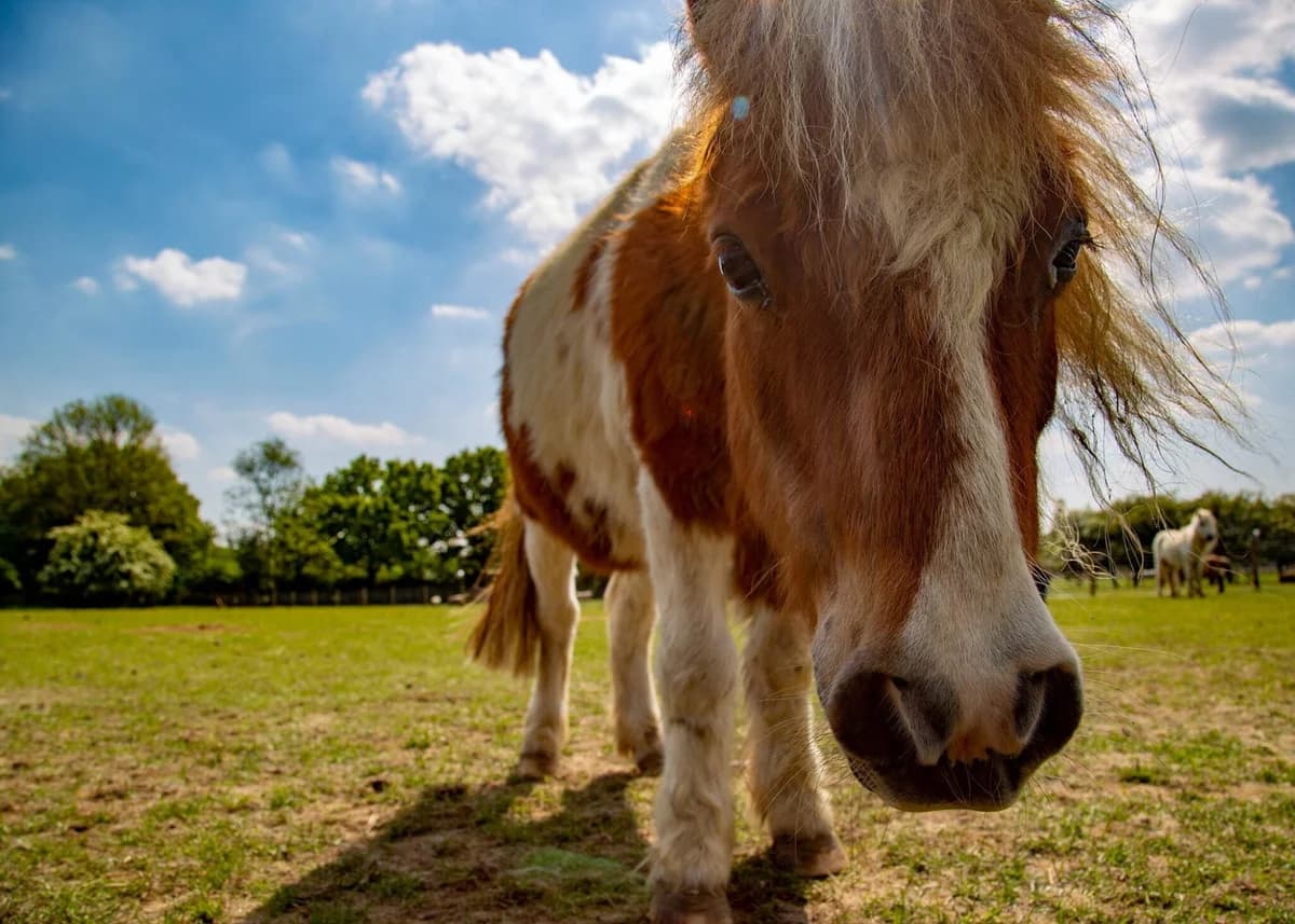 Little Tan, male Mixed Breed for adoption at Hopefield Animal Sanctuary