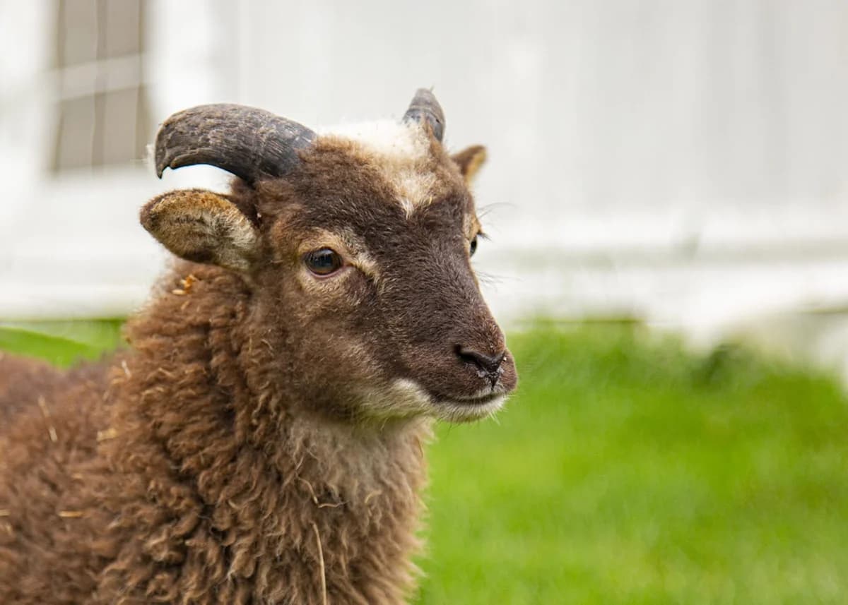 Simon, male Mixed Breed for adoption at Hopefield Animal Sanctuary