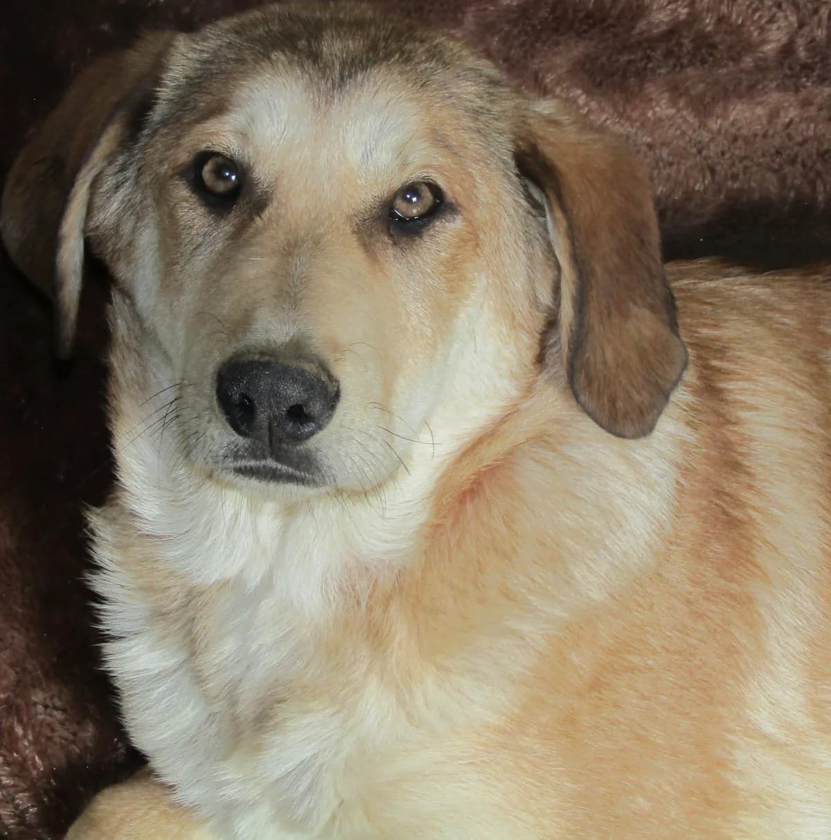 Bailey, male Mixed Breed for adoption at Hounds of Love Rescue