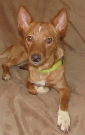 Basil, male 6yo mixed breed for adoption at Hounds of Love Rescue
