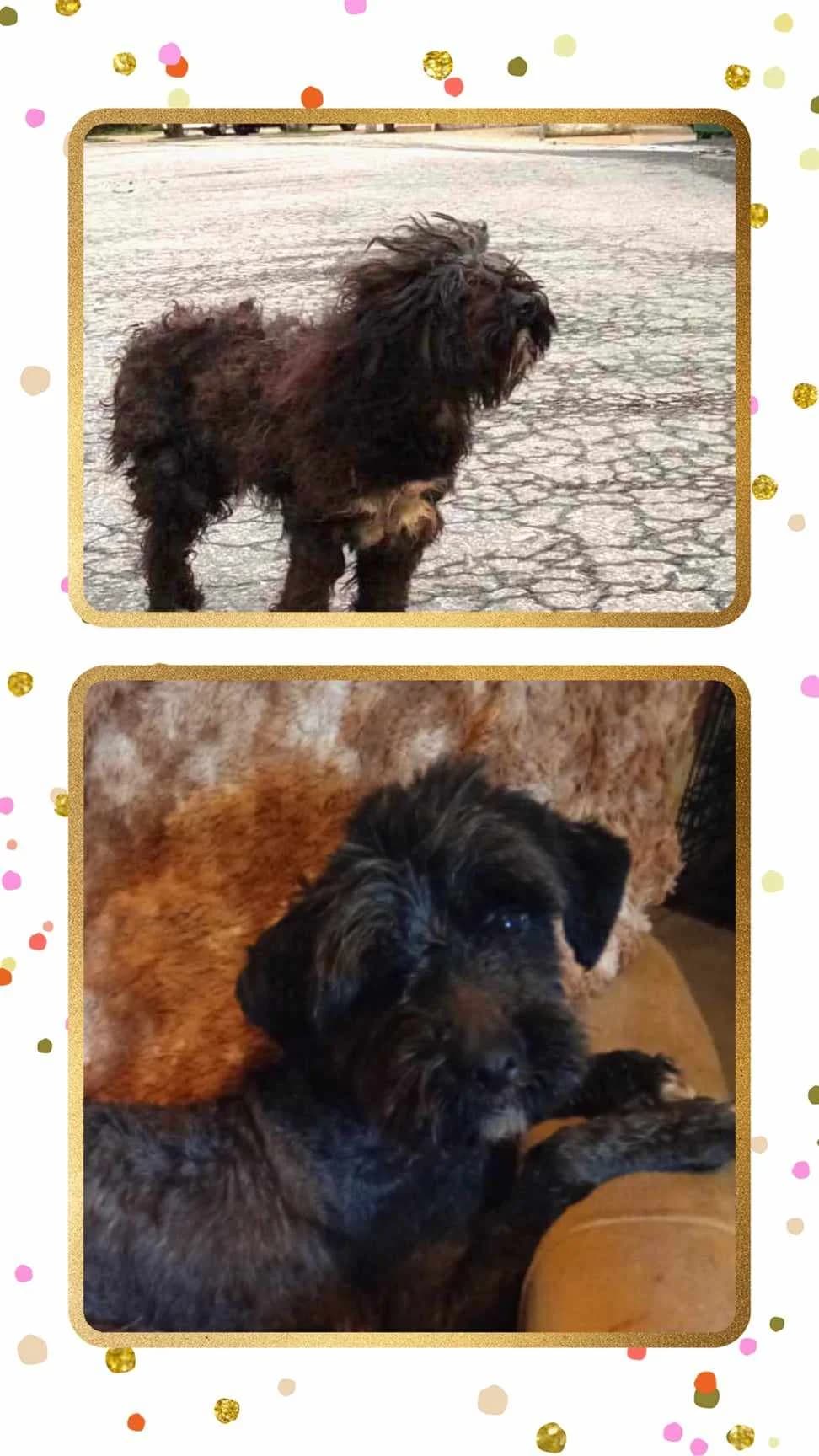 Bingo, male young Mixed Breed for adoption at Hounds of Love Rescue