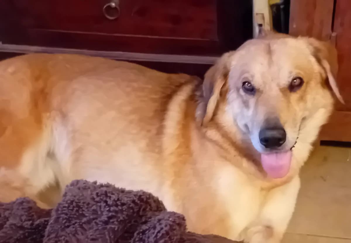 Bubbles, female puppy Mixed Breed for adoption at Hounds of Love Rescue