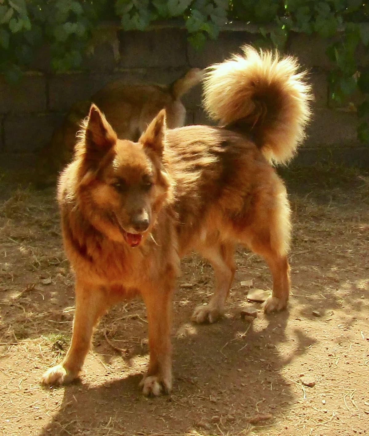 Buster, male senior Mixed Breed for adoption at Hounds of Love Rescue