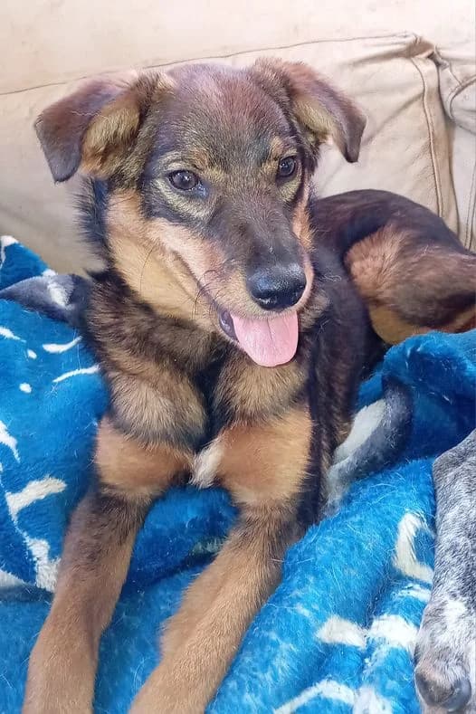 Charlie, male young Mixed Breed for adoption at Hounds of Love Rescue