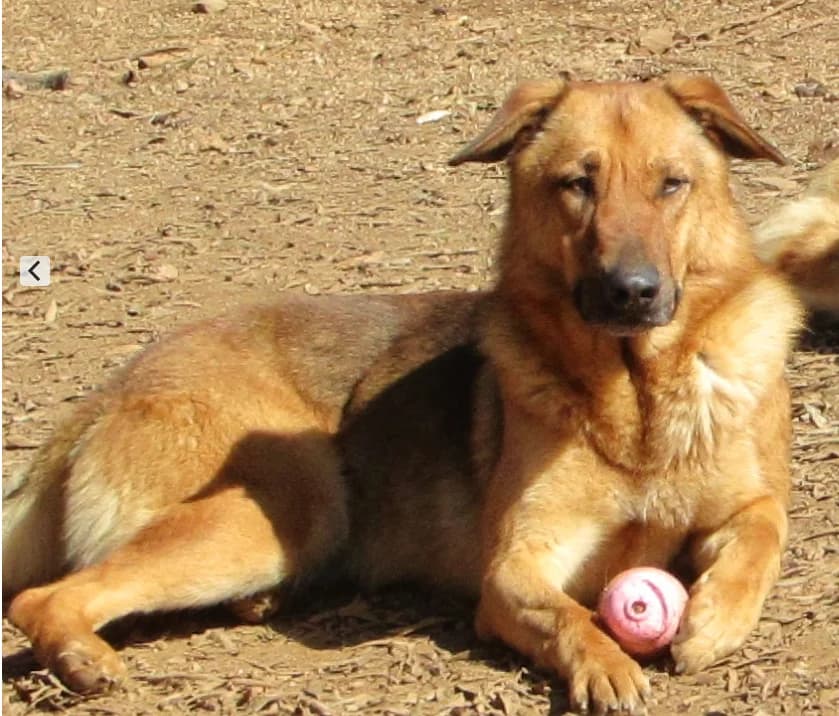 Cyril, male 7yo Mixed Breed for adoption at Hounds of Love Rescue