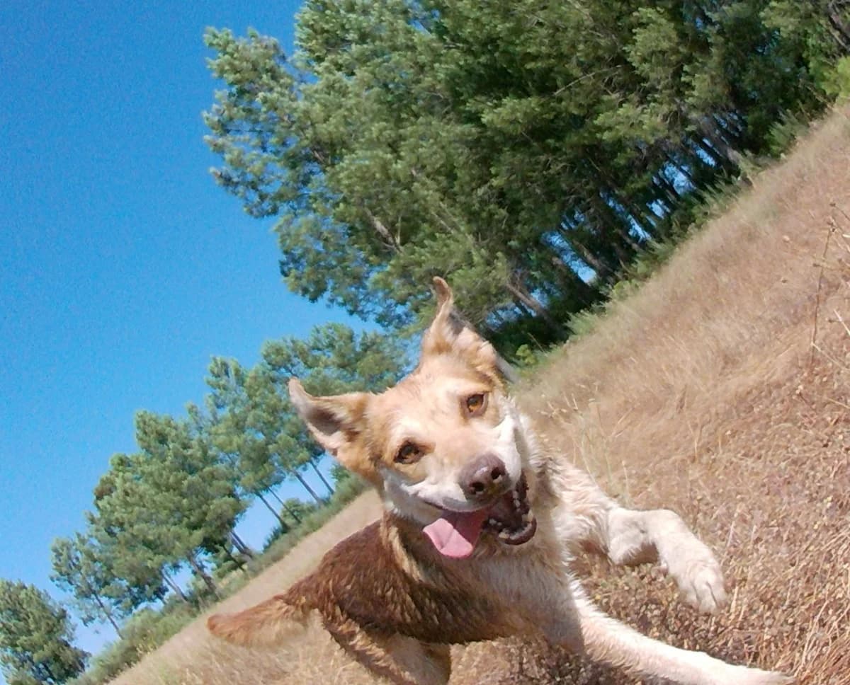 Dave, male senior Mixed Breed for adoption at Hounds of Love Rescue