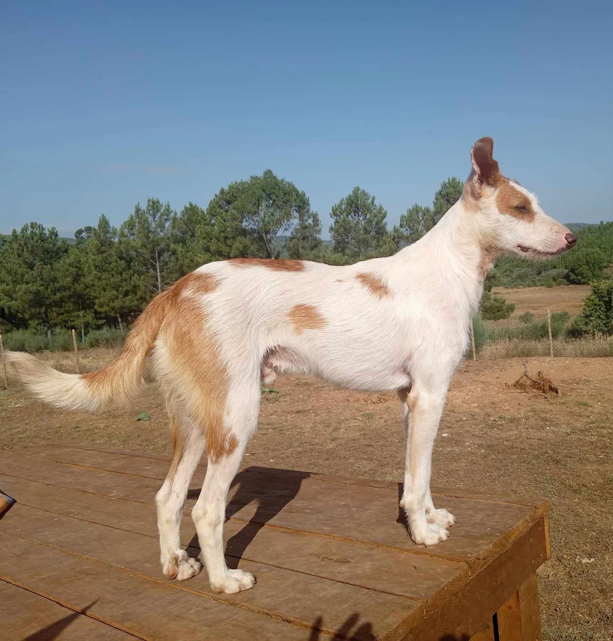 Denzel, male 3yo mixed breed for adoption at Hounds of Love Rescue