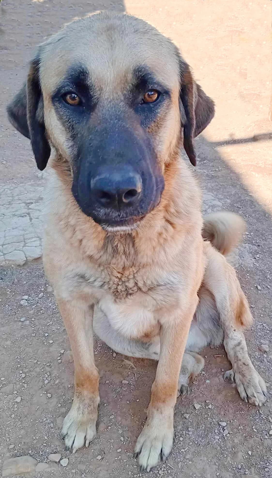 Devon, male puppy Mixed Breed for adoption at Hounds of Love Rescue